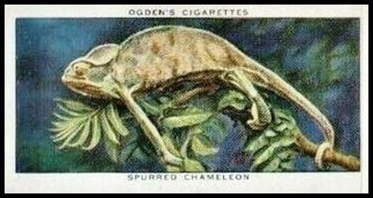 9 Spurred Chameleon